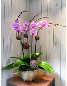 OR502 - 4菖粉紅色蝴蝶蘭及陶瓷花盆